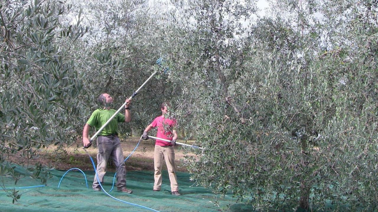 Agriturismo Frallarenza Ficulle Eksteriør billede