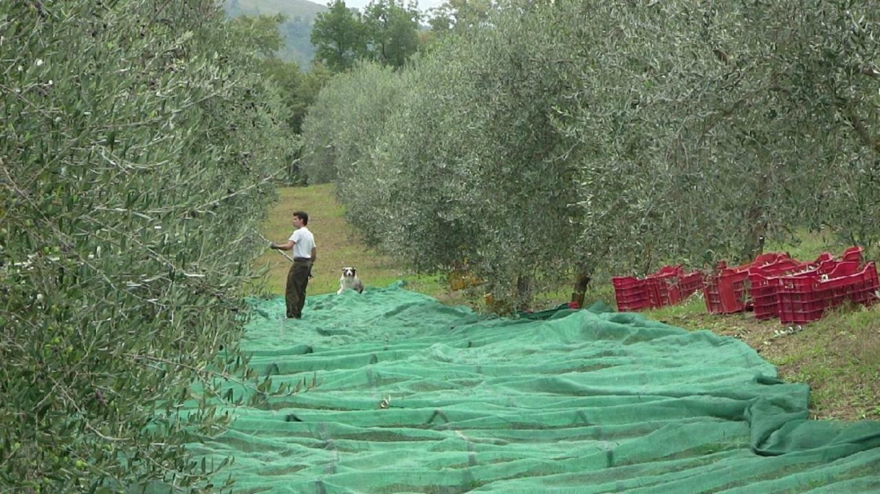 Agriturismo Frallarenza Ficulle Eksteriør billede